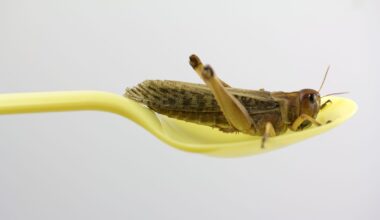 Insects off the menu: Slovakia and Czechia push back against non-existent demand