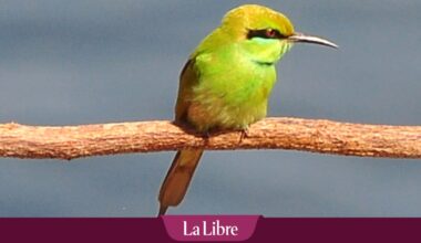Quel est cet oiseau exceptionnel aperçu dimanche en Belgique? "Il est extrêmement rare d'en voir ici"