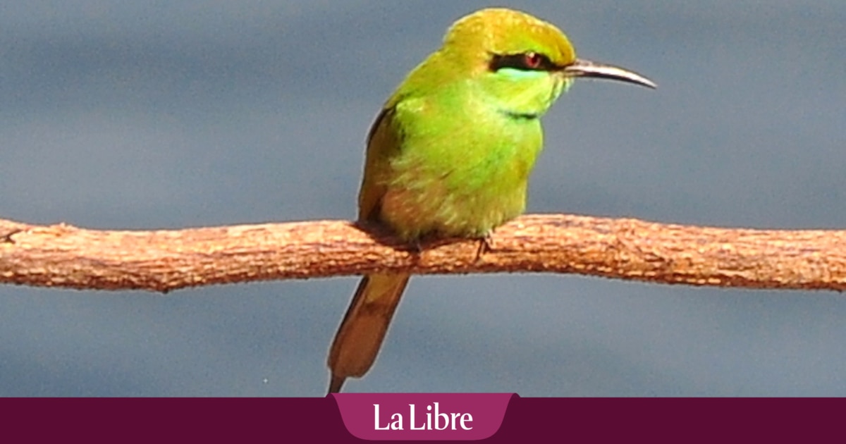 Quel est cet oiseau exceptionnel aperçu dimanche en Belgique? "Il est extrêmement rare d'en voir ici"