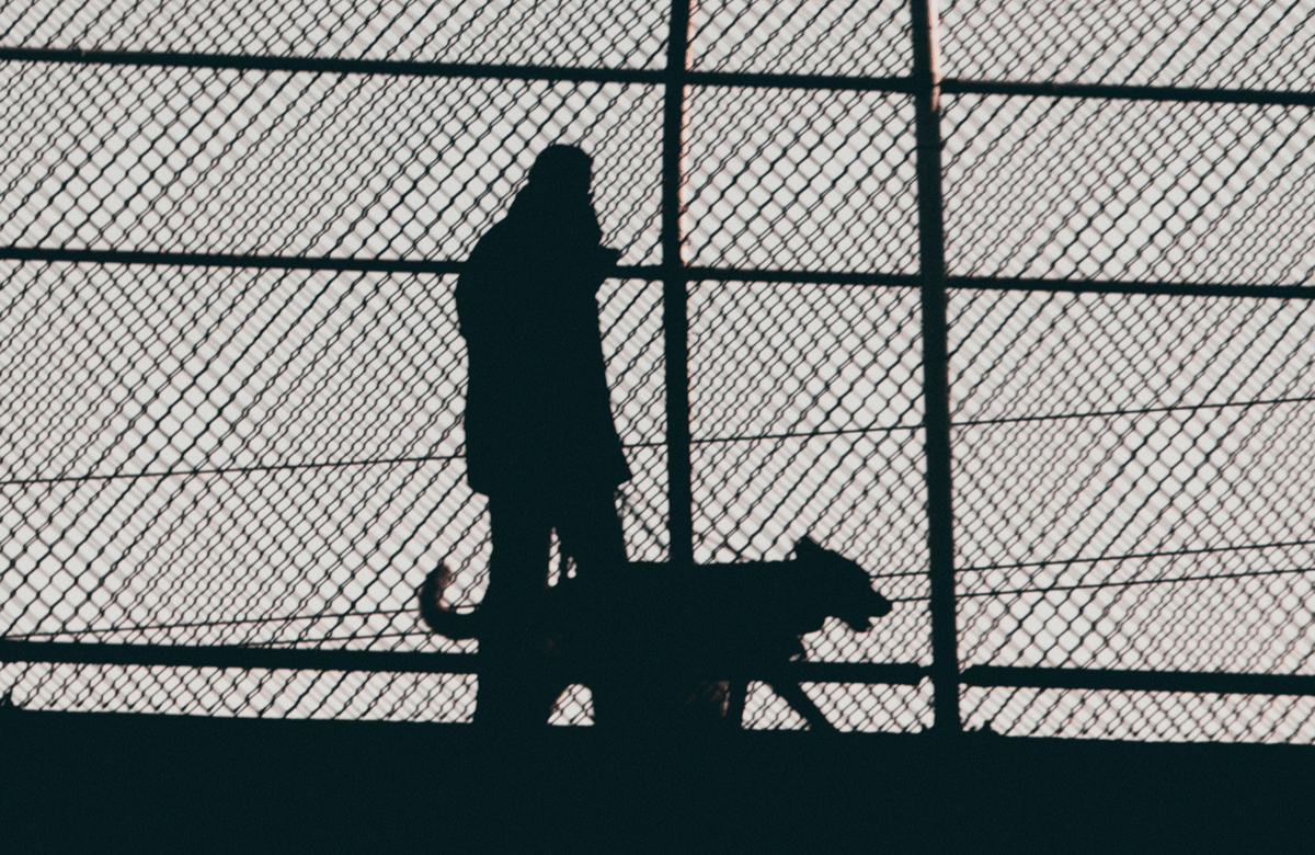Tower Hamlets council introduces new rules for dog owners following spate of attacks