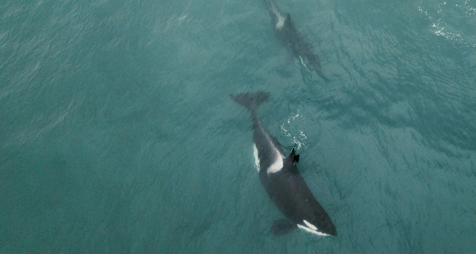 Iceland’s Orcas Are Swimming With Baby Pilot Whales—scientists Are Stumped By This Strange Bond