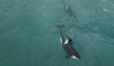 Iceland’s Orcas Are Swimming With Baby Pilot Whales—scientists Are Stumped By This Strange Bond