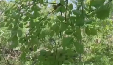 Very close distance ambush on two unsuspecting Russians by the Ukrainian intelligence officers from the “Timur” unit while conducting reconnaissance behind enemy lines. Date unknown.