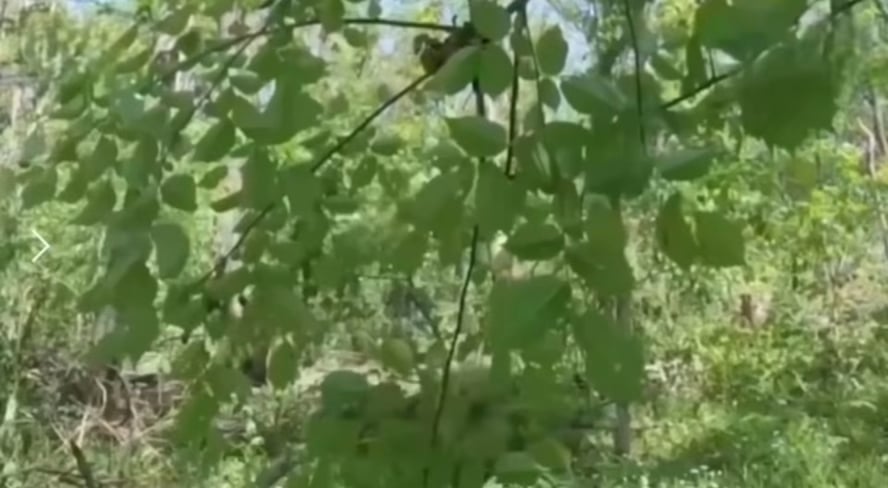 Very close distance ambush on two unsuspecting Russians by the Ukrainian intelligence officers from the “Timur” unit while conducting reconnaissance behind enemy lines. Date unknown.