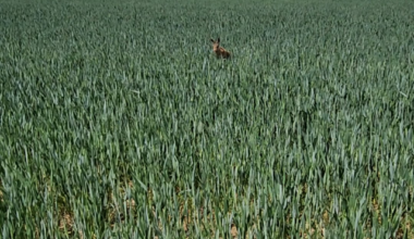 I've finally managed to get a hare on camera - he even posed for me!