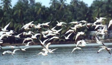 Migratory birds