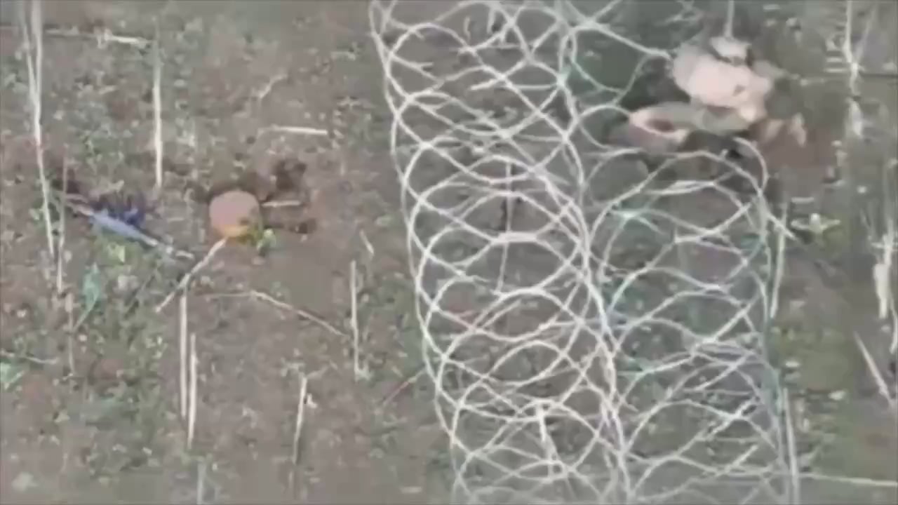 Russian Soldier gets stuck In barbwire who tried to infiltrate Egoza Barrier in Pokrovsk gets blown up by FPV