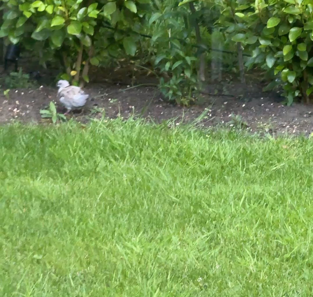 52 years and I’ve finally seen a baby pigeon