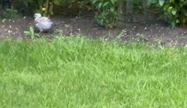 52 years and I’ve finally seen a baby pigeon
