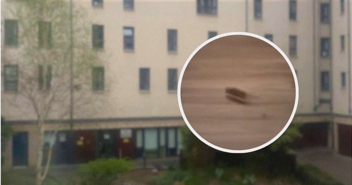 Students at Edinburgh Uni halls told mouse in kitchen is ‘not legally a landlord’s problem’