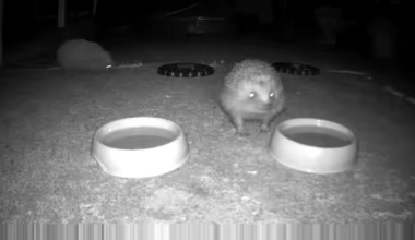 Hedgehog dunked