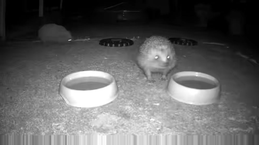 Hedgehog dunked