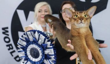 The World Cat Exhibition opens at Zagreb’s Family Mall, running until Sunday evening