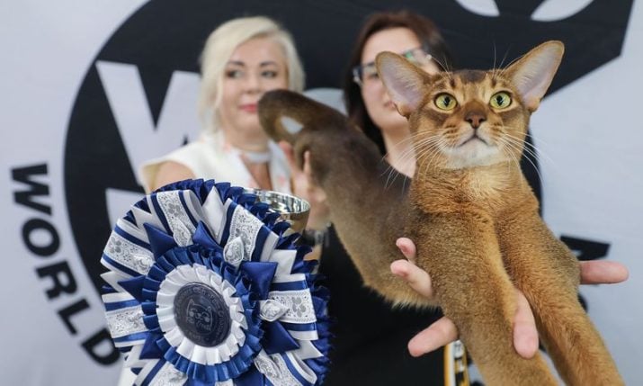 The World Cat Exhibition opens at Zagreb’s Family Mall, running until Sunday evening