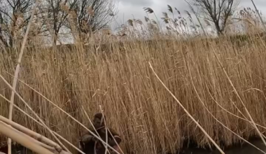 Ukrainian Armed Forces Pull Wounded Soldier Through Water Under Fire