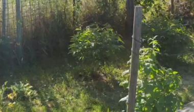 Gartenimpressionen Mai 2025, und was wächst bei euch schon?