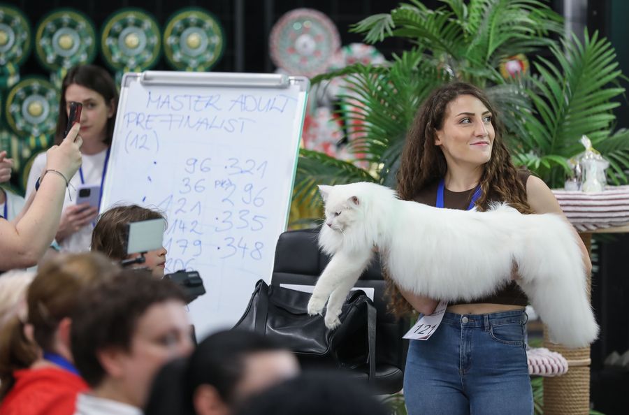 Olimpia CAT SHOW
