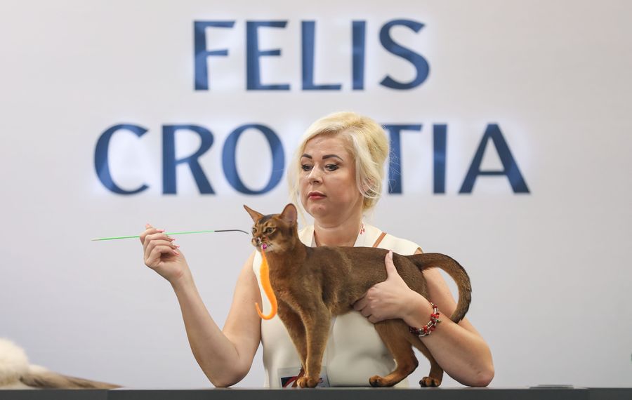 Olimpia CAT SHOW