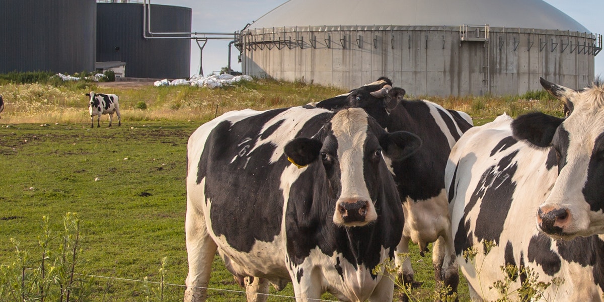 Biogases’ benefits for energy security, local economies and reducing emissions are drawing renewed interest - News