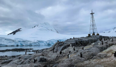Penguin poop spurs cloud formation in Antarctica