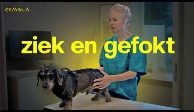 Hoe zieke honden in strijd met de wet worden gefokt | Zembla