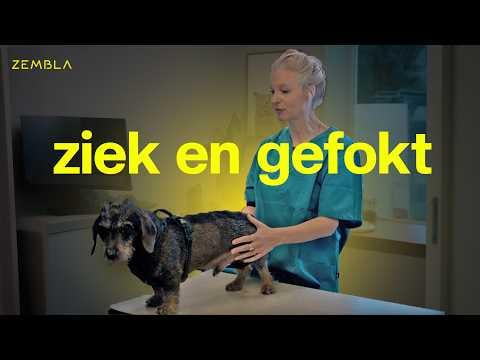Hoe zieke honden in strijd met de wet worden gefokt | Zembla