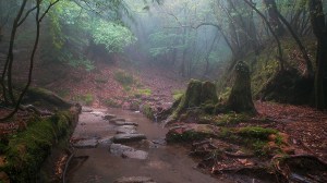 Forest Bathing in Yakushima