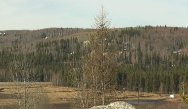 Climate scientists expect Fairbanks to ‘green-up’ in just over a week