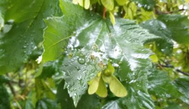 Bulgaria’s May 2025 was among the three coldest May months in 20 years – The Sofia Globe