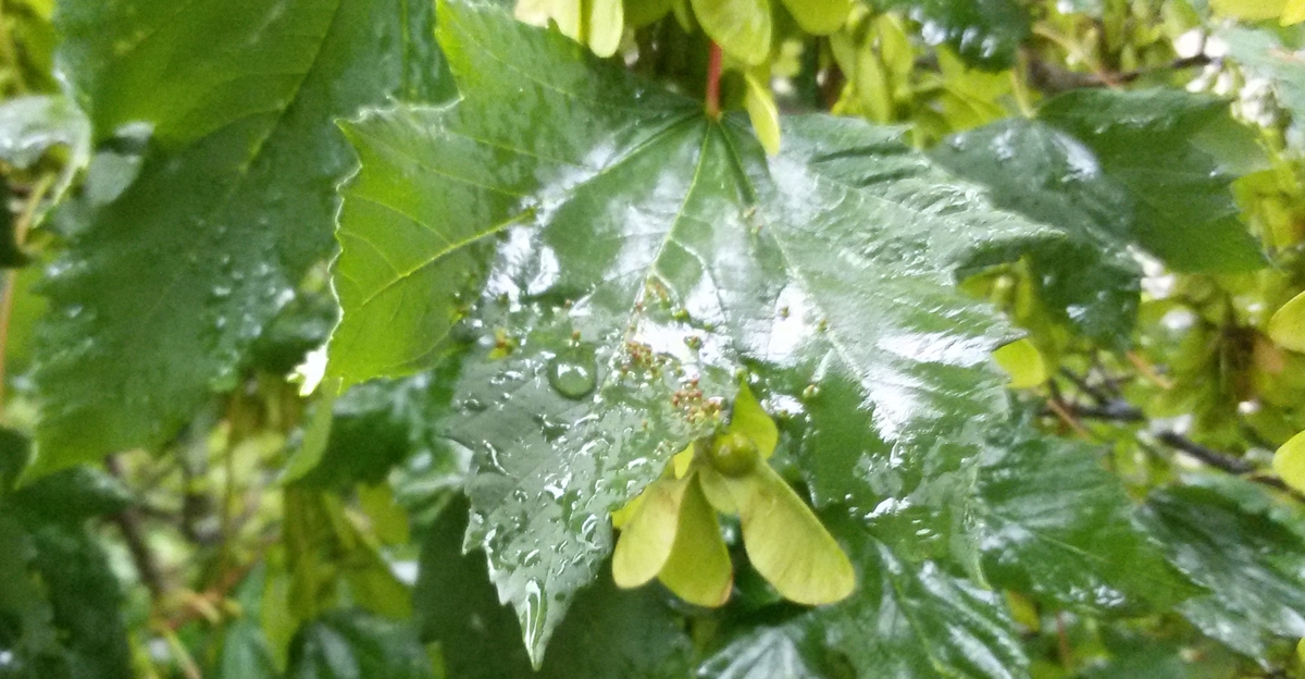 Bulgaria’s May 2025 was among the three coldest May months in 20 years – The Sofia Globe