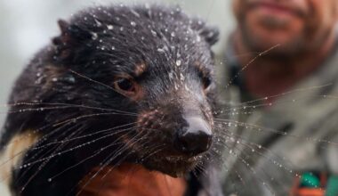 Flash floods sweep through vital sanctuary for Australian animals