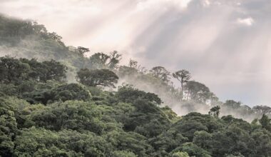 AfDB to launch carbon credits support facility to boost climate finance in Africa