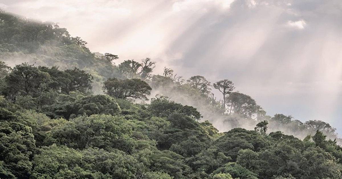 AfDB to launch carbon credits support facility to boost climate finance in Africa