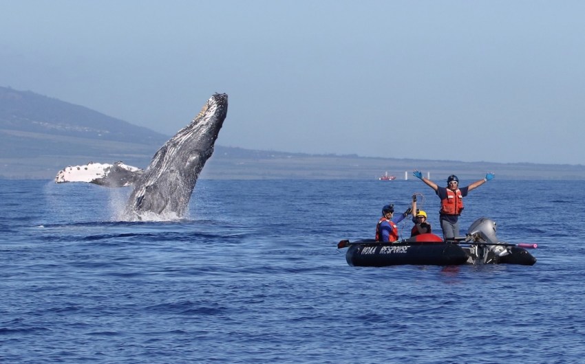 Untangling Whales