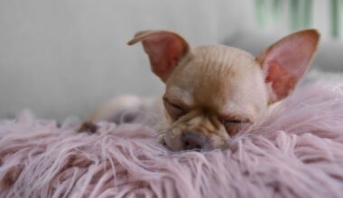 Little Boo’s big spirit beats Vatican dreams - Joe Bennett