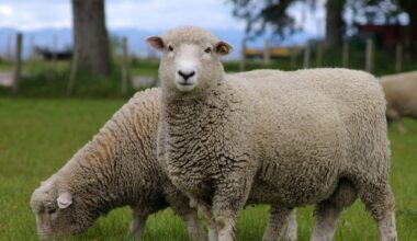 Woolchemy: New Zealand company wins global award for eco-friendly hygiene breakthrough