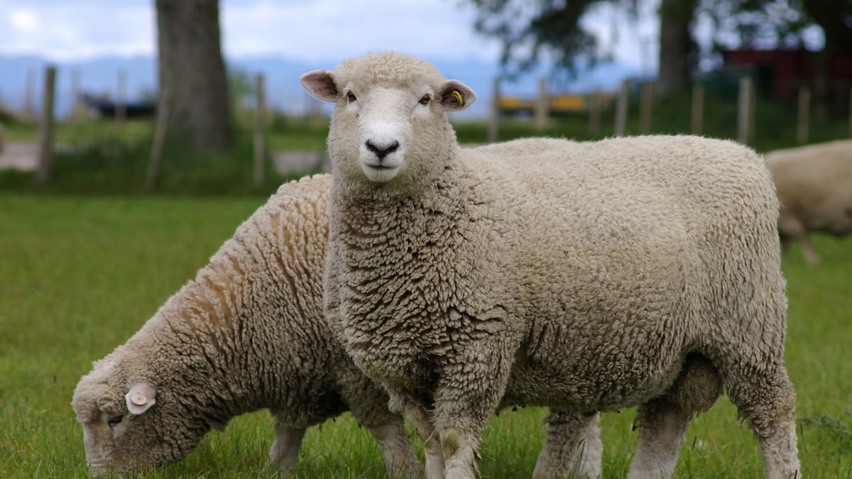 Woolchemy: New Zealand company wins global award for eco-friendly hygiene breakthrough