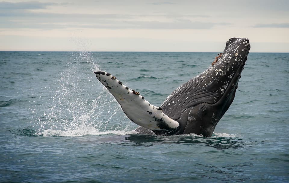 Whale watching in Iceland