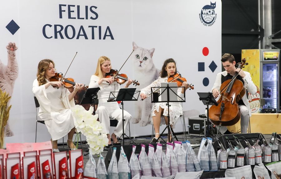 White Quartet i Dominik Sulić