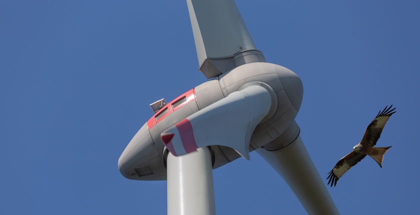 Wind farm project in Cyprus rejected to protect birds, habitats