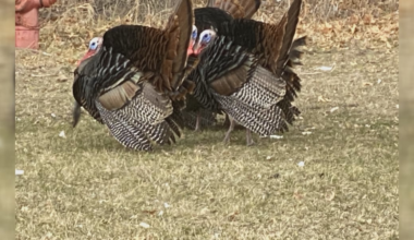 Eau Claire residents deal with aggressive turkey encounters
