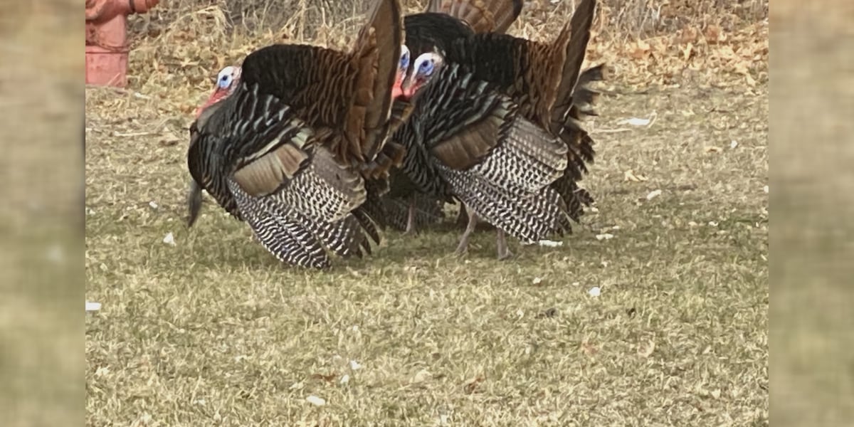 Eau Claire residents deal with aggressive turkey encounters
