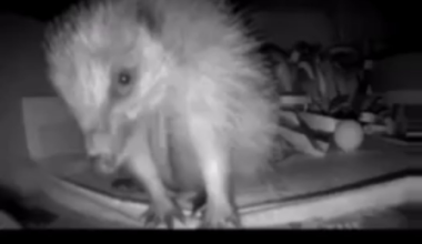 Ive been trying to determine the sex of our resident hedgehog and found a video 🫣