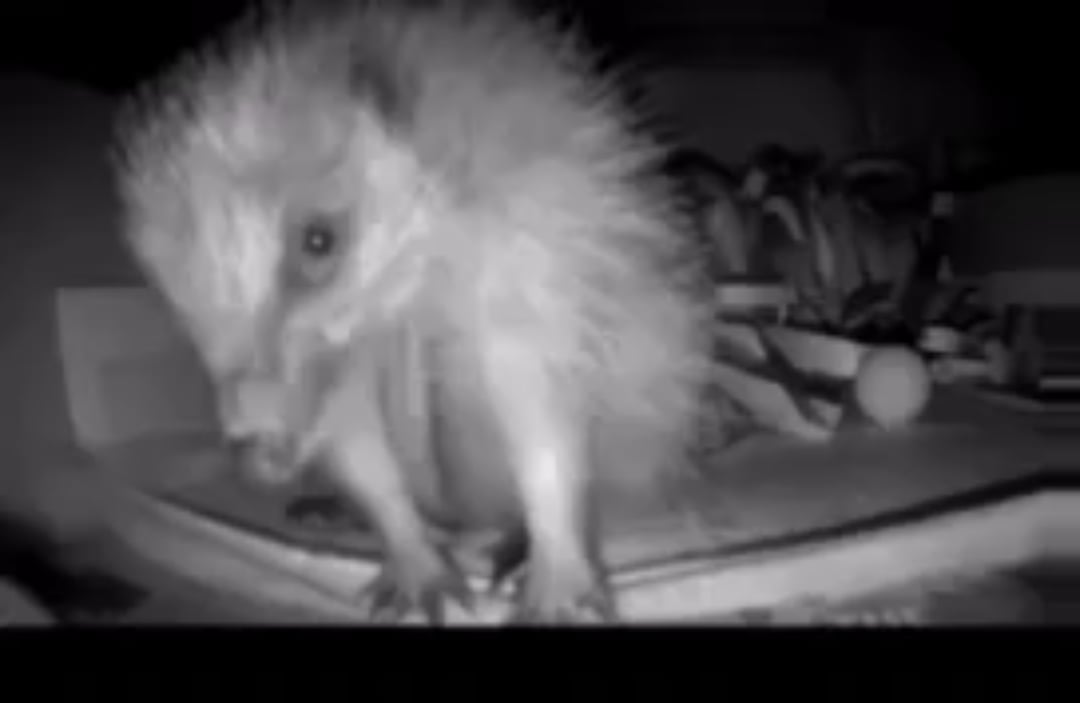 Ive been trying to determine the sex of our resident hedgehog and found a video 🫣