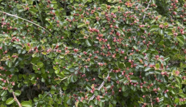 Bienenparadies Fächer-Zwergmispel