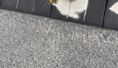 Does anyone else get greeted by the friendly street cat on their way to work?