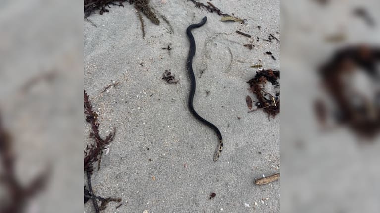 A live yellow-bellied sea snake has washed ashore at Omaha Beach, north of Auckland.