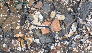 Asbestos-containing materials wash up on east Auckland beaches