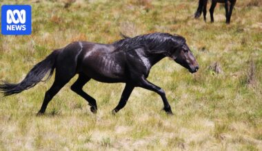 Petition seeking to scrap heritage value of brumbies debated in NSW parliament