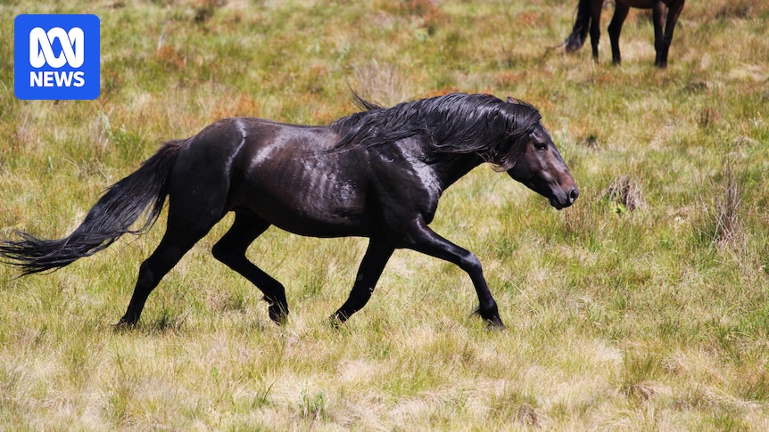 Petition seeking to scrap heritage value of brumbies debated in NSW parliament